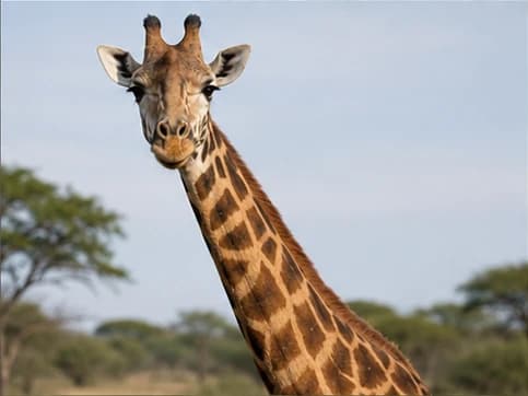 Giraffe - random animal generated by Random Animal Generator